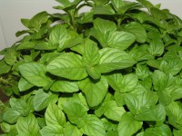 menta limon